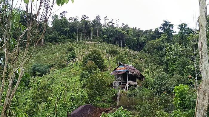 Kebun Lada milik Hendri, warga desa Air Mesu di kawasan Bukit Mangkol, Kecamatan Pangkalanbaru, Kabupaten Bangka Tengah, Provinsi Kepulauan Bangka Belitung, Rabu (4/12/2024). Kebun ini berada di kawasan yang memiliki ketinggian 395 meter di atas permukaan laut (MDPL).