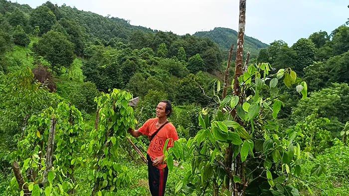 Kebun Lada milik Hendri, warga desa Air Mesu di kawasan Bukit Mangkol, Kecamatan Pangkalanbaru, Kabupaten Bangka Tengah, Provinsi Kepulauan Bangka Belitung, Rabu (4/12/2024). Kebun ini berada di kawasan yang memiliki ketinggian 395 meter di atas permukaan laut (MDPL).