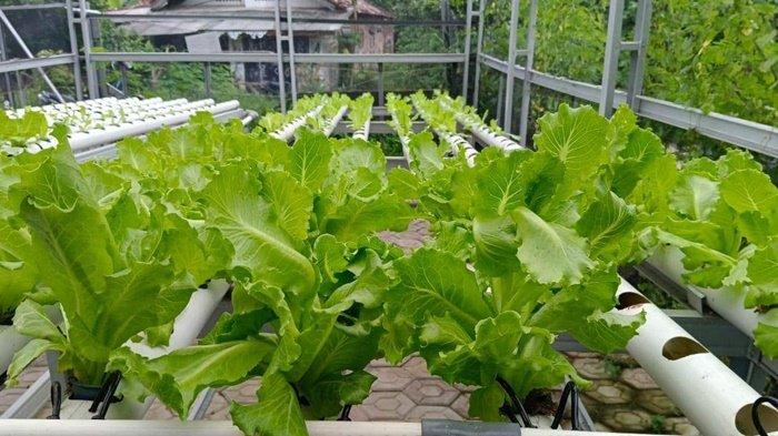 Kegiatan perwatqn hidroponik selada dan sawi di KWT Ceria Tuatunu Indah.