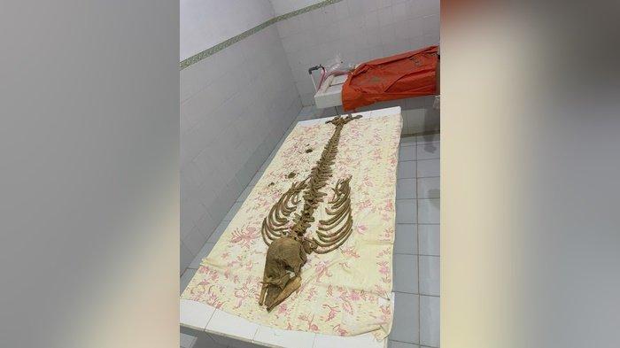 PENEMUAN KERANGKA -- Penemuan kerangka yang awalnya dikira manusia ternyata hewan, mengejutkan pengunjung pantai Batu Rakit, Kecamatan Mentok, Kabupaten Bangka Barat, Provinsi Bangka Belitung, pada Minggu (7/4/2025) sore.