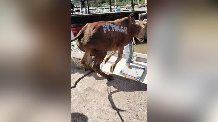 SAPI BANTUAN - Sapi bantuan PT Timah Tbk untuk Desa Pulau Buku Limau meloncat ke Perairan Pelabuhan ASDP Manggar, Rabu (4/6/2025).