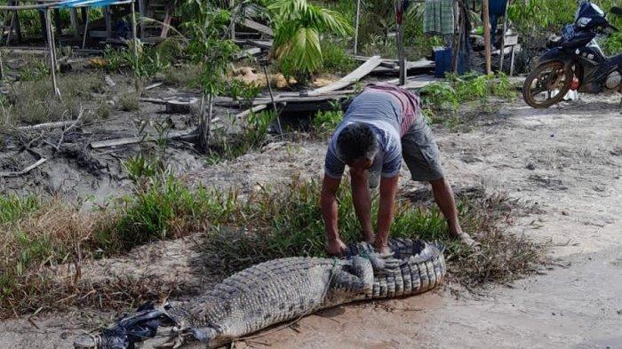 Buaya Sungai Celau yang mengejar seorang pemancing di sekitaran Sungai Celau, Kelurahan Sungaiselan, Kecamatan Sungaiselan, Bangka Tengah, Selasa (14/2/2023) berhasil ditangkap warga dan dibawa ke penangkaran.