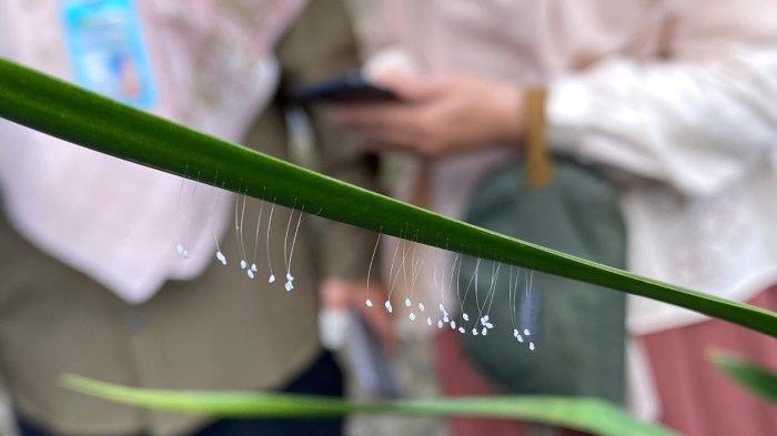 Kapolda Babel Irjen Pol Hendro Pandowo bersama PJU, ketika melihat langsung bunga udumbara yang tumbuh di pohon depan gedung SPKT Mapolda.