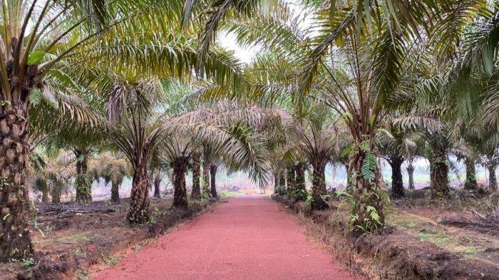 Kegiatan ILP di Desa Penyampak yang masih terus berjalan dan dipercaya oleh masyarakat desa penyampak