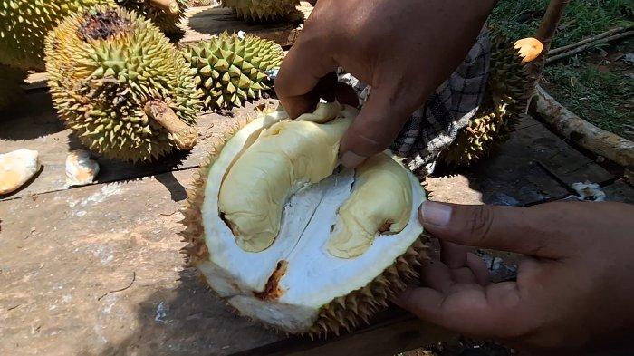 Menikmati durian di Kebun Kek Sri Gunong Renek, Kelubi, Manggar, Belitung Timur.