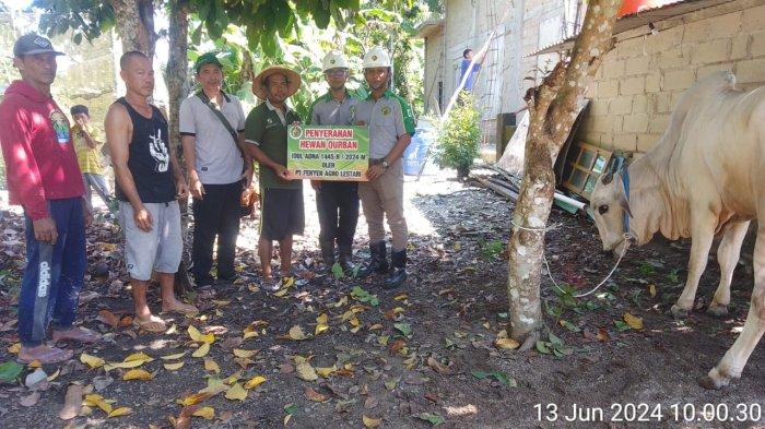 PT Fenyen Agro Lestari ikut merayakan Idul Adha bersama masyarakat Desa Bukit Layang dengan memberikan bantuan 1 ekor sapi untuk kurban.