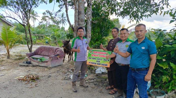PT Fenyen Agro Lestari memberikan bantuan 1 ekor sapi kurban Idul Adha 2024 untuk masyarakat Desa Silip dan menambah khidmatnya perayaan Idul Adha 2024