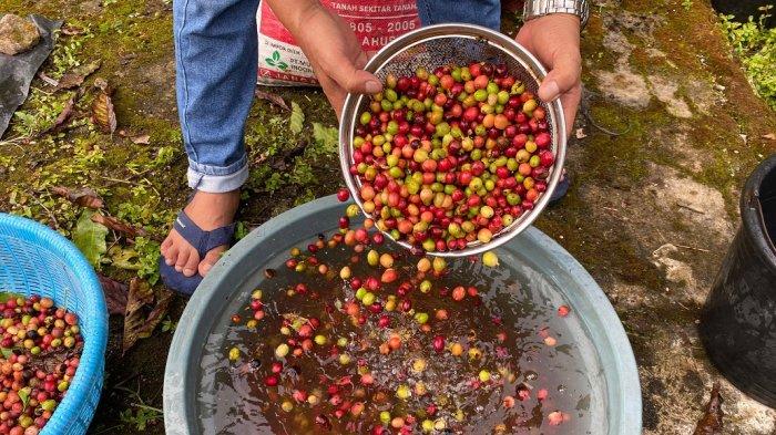PENCUCIAN BIJI KOPI - Kopi Petaling yang telah dipanen dibersihkan dengan cara dicuci sebelum dijemur