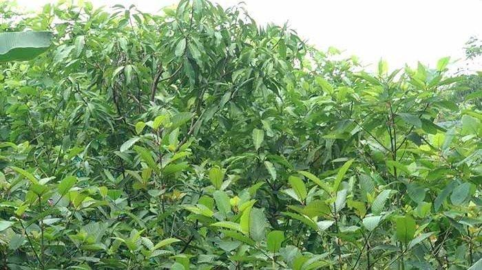 Tragedi Kratom: Nongkrong Bareng Berujung Maut di Lubuk Besar