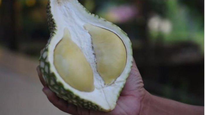 Durian Cumasi atau Namlung atau 