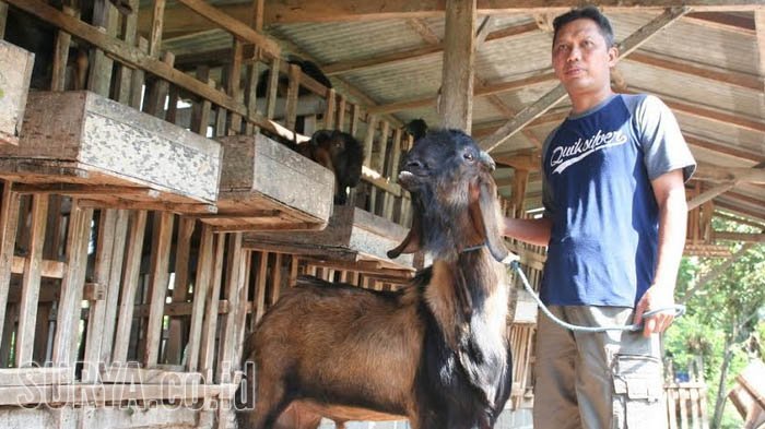 Kambing-kambing Jantan Ini Sehari Layani 6 Panggilan Kawin - Bangkapos.com