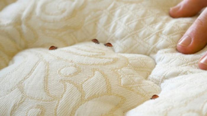 Kutu busuk di sprei