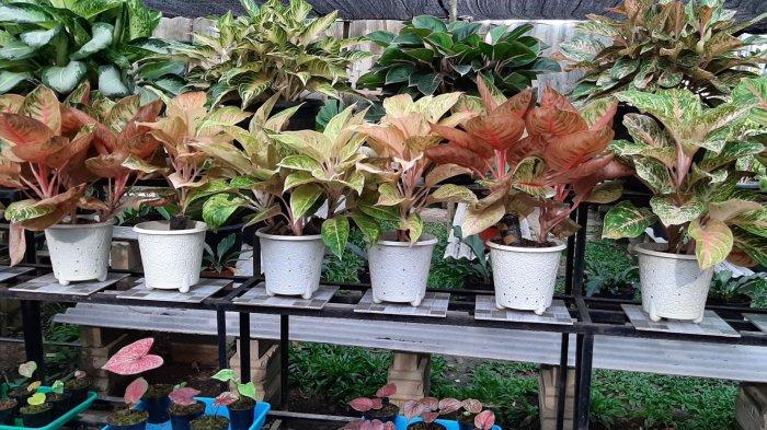 Taman Asri Valey Berbagi Tips Merawat Tanaman Hias agar Terlihat Indah dan Sehat - Bangkapos.com
