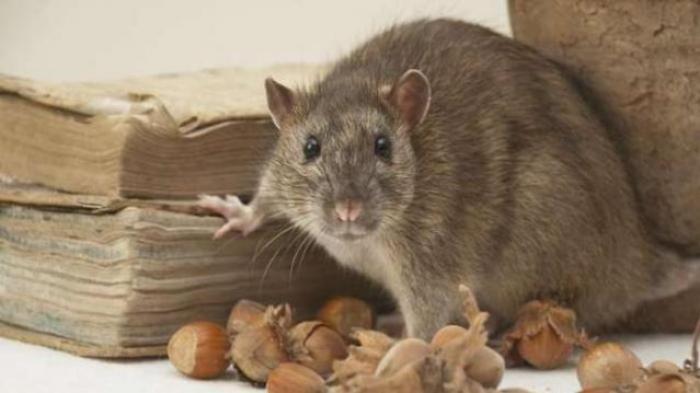 5 Cara Usir Tikus di Rumah Langsung dari Pakar Tikus IPB - Bangkapos.com