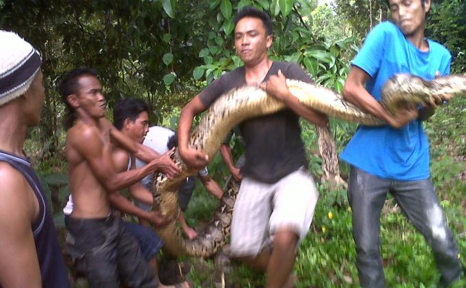 Ular Berukuran 'Raksasa' Masih Menghuni Pulau Bangka, Ini 10 Penangkapan  Ular 'Raksasa' Tersebut - Bangkapos.com