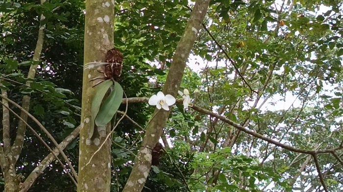 ANGREK BULAN -Salah satu bunga yang mekar di kawasan konservasi anggrek bulan di RTH Tanjung Bersinar Park Kabupaten Tabalong, Jumat, 30 Mei 2025.