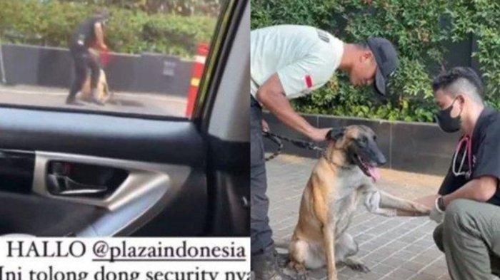 Belakangan tengah viral video aksi oknum sekuriti Mal Plaza Indonesia, Tanah Abang, Jakarta Pusat memukul seekor anjing penjaga.