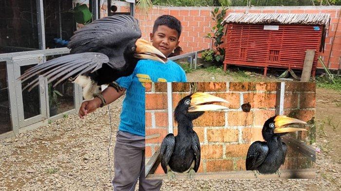 Burung etnik Kalimantan, burung enggang menjadi koleksi Zoo Mini Halong.