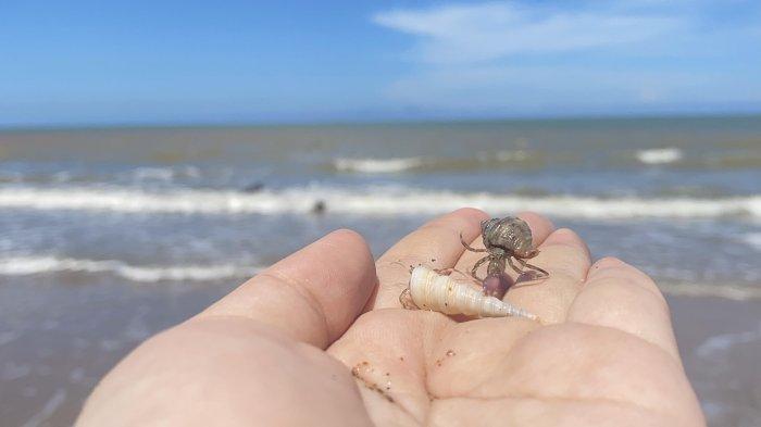 HEWAN LAUT - Hewan laut kelomang atau umang-umang masih bermunculan di Borneo Beach Jorong, Kabupaten Tanah Laut yang masih asri pada Minggu (6/7/2025).  