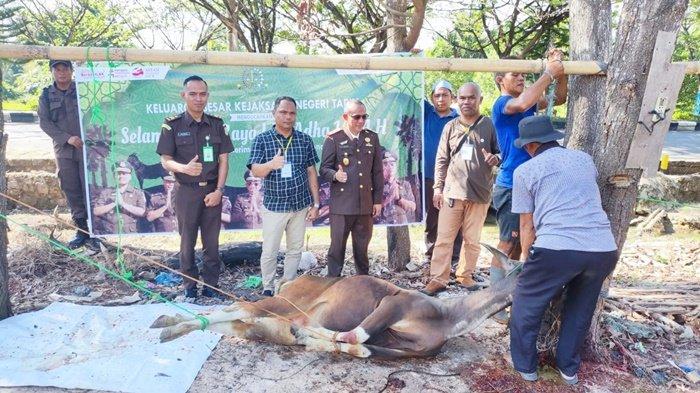 Setelah mengikuti Upacara HUT ke-77 Bhayangkara, Kepala Kejaksaan Negeri (Kajari) Tapin, Adi Fakhruddin, menyaksikan prosesi pemotongan hewan kurban di halaman kantornya, Sabtu (1/7/2023).