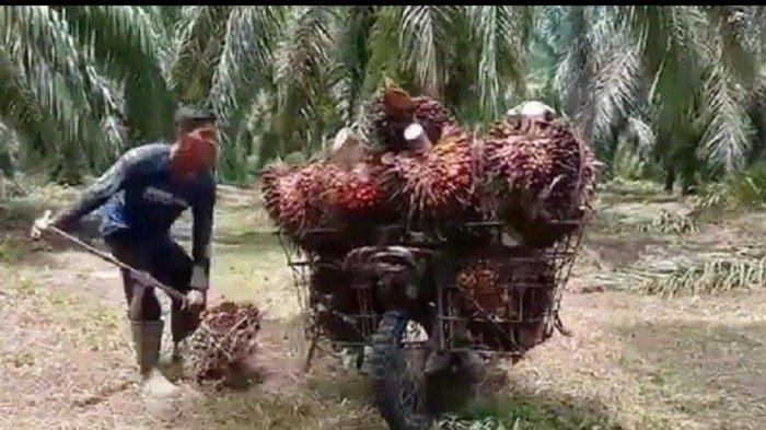 Ilustrasi kebun sawit