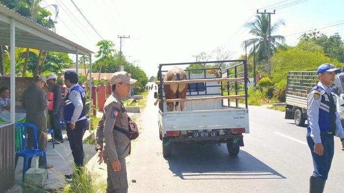 Menjelang Idul Adha. Tim Dinas Peternakan dan Kesehatan Hewan (Disnak Keswan) menghentikan dan mengecek ternak yang hendak keluar melalui jalan poros di Desa Banyuirang, Kecamatan Batibati, Kabupaten Tanah Laut (Tala), Provinsi Kalimantan Selatan, Selasa (27/6/2023). Kegiatan ini berlanjut Rabu, 28 Juni 2022, hingga malam.