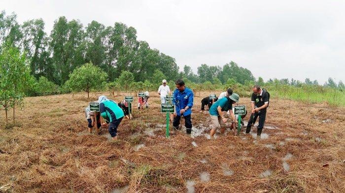 Penanaman mangrove rambai di habibat bekantan di Pulau Curiak, Kabupaten Barito Kuala, Kalimantan Selatan.