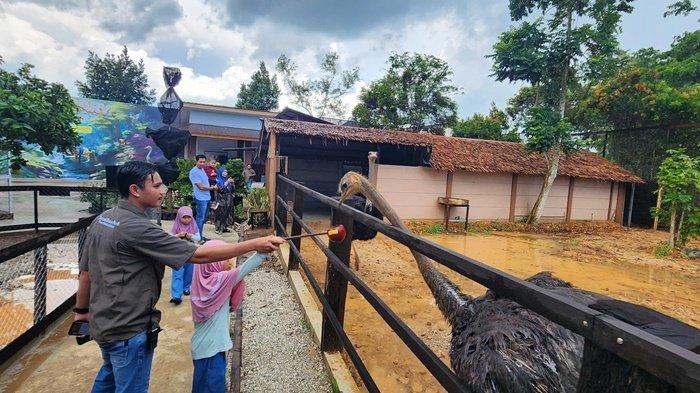 Pengunjung wahana Aviary di Amanah Borneo Park tengah memberikan makan burung onta.