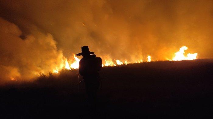Petani masih bertahan di kebun, guna menyelamatkan batang Cabai Hiyung yang masa panen dari kepungan api yang membakar lahan di Desa Hiyung, Kecamatan Tapin Tengah, Kabupaten Tapin hingga tengah malam tadi, Sabtu (16/9/2023).