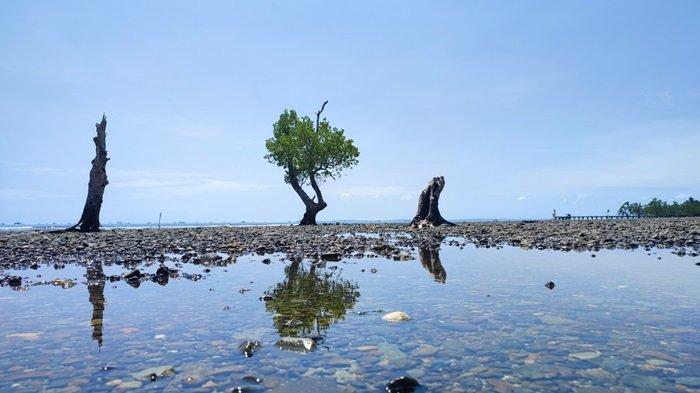 Pohon perapat yang bisa jadi ikon berswafoto di Wisata Angin Pantai.