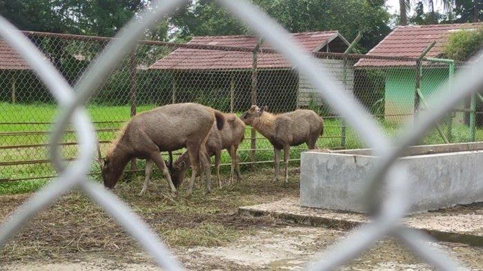 Rusa yang ada di kandang karantina tak jauh dari lokasi Taman 10K Murung Pudak Kabupaten Tabalong, Senin (6/1/2025).