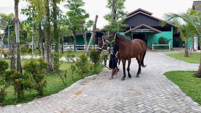 KUDA SIAP JADI TUNGGANGAN - Suasana di dalam Johnhausstable ada taman dan kuda yang baru saja dikeluarkan dari kandang.