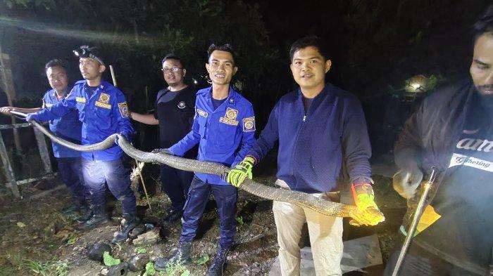 Berita ular king cobra Terbaru Hari Ini - Banjarmasinpost.co.id