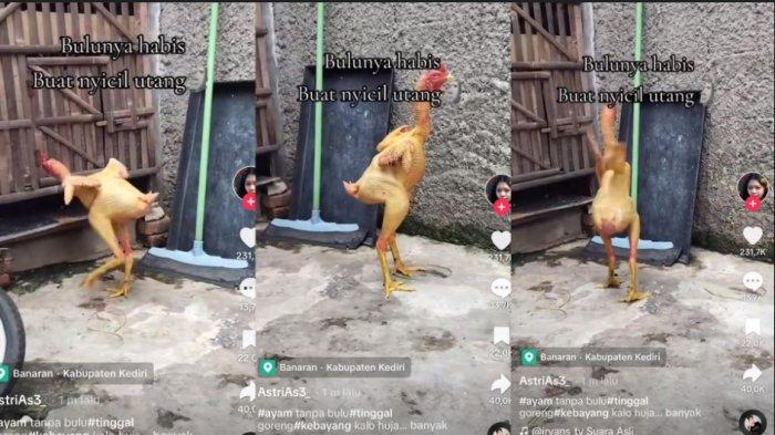 Viral penampakan ayam tanpa bulu.