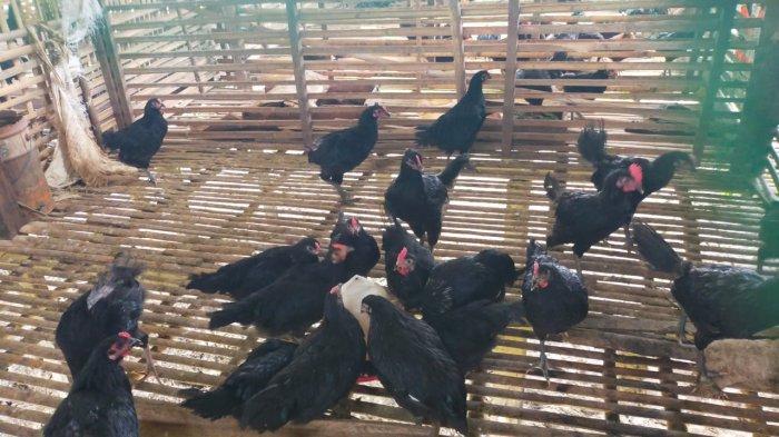 Ayam Murung Panggang HSU Jadi Ternak Lokal Baru, Surli Harus Kontrol Saat Kawin Silang