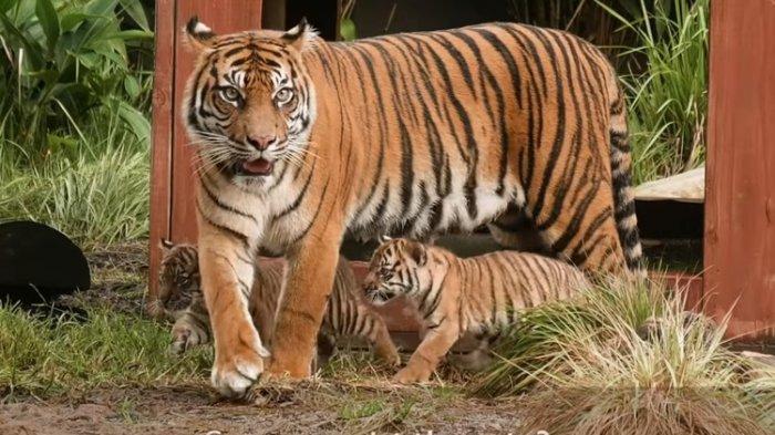 Ilustrasi - Dua harimau Sumatera dari beberapa yang ada di Tiger Trek, Taronga Zoo, Sydney, Australia.