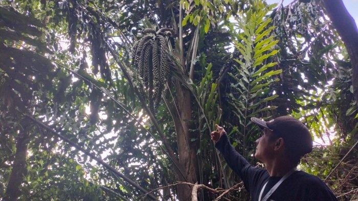 Pohon Sikala bisa dilihat saat traveller menuju Gunung Sikala Putri di Desa Mentewe, Kabupaten tanahbumbu.