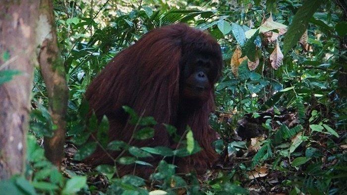 Orangutan banyak menghuni Hutan di Kawasan TN Sebangau Katingan jadi daya tarik wisata kawasan ini