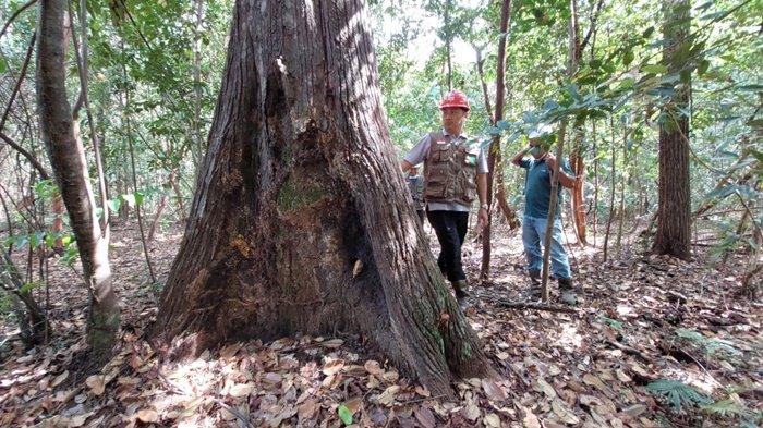 Inilahpohon Balangeran tua di area hutan dekat kantor PT JBG di Swarangan di Desa Swarangan, Kecamatan Jorong, Kabupaten Tanah Laut, Kalimantan Selatan.