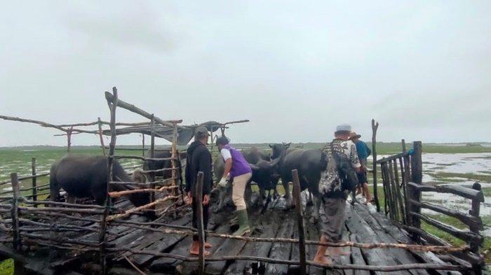 Petugas Dinas Pertanian vaksinasi pada kerbau rawa untuk mencegah kemunculan Penyakit Mulut dan Kuku (PMK) di Kabupaten Hulu Sungai Utara (HSU), Provinsi Kalimantan Selatan.
