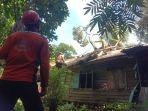 Pohon-timpa-atap-di-Kandangan.jpg