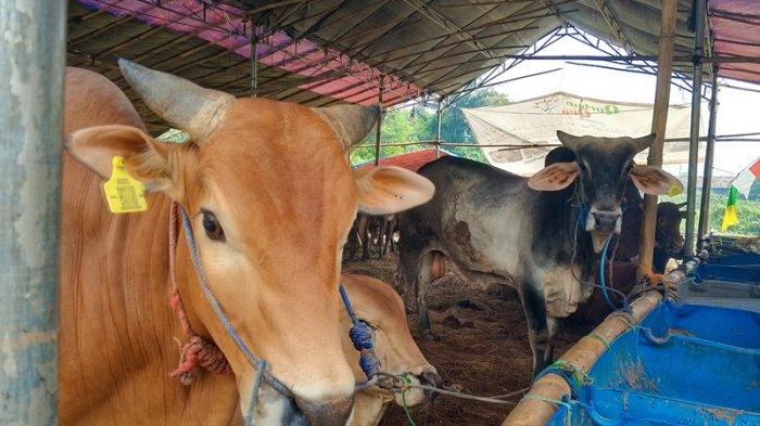 Arif Nugraha (22) penjual, mengungkap penjualan sapi di Kota Serang, Banten menjelang Hari Raya Idul Adha 2024 mengalami penurunan.