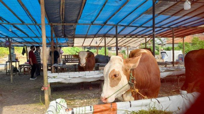Harga hewan kurban sapi dan kambing, di Kota Serang, mengalami kenaikan dari tahun sebelumnya.