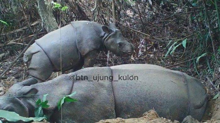 Pengelola Taman Nasional Ujung Kulon (TNUK) mencatat jumlah Badak Jawa di Taman Nasional Ujung Kulon (TNUK) Kabupaten Pandeglang Banten bertambah menjadi 81 ekor. Jumlah Badak Jawa di TNUK bertambah setelah seekor induk Badak Jawa melahirkan anak berjenis kelamin betina.