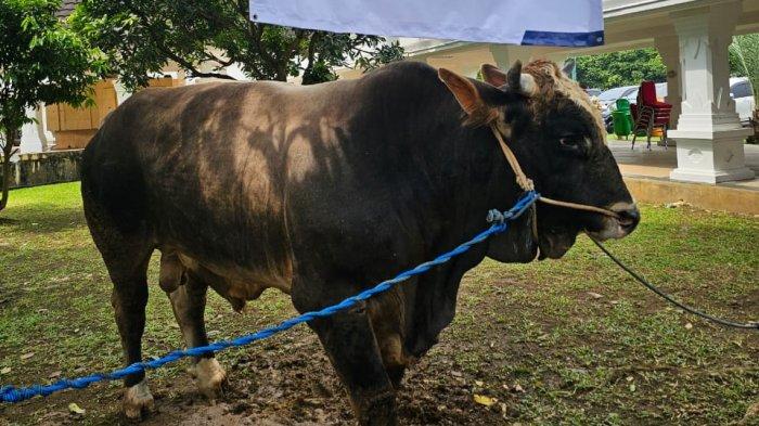 Sapi kurban yang diberikan oleh Presiden Jokowi untuk masyarakat Banten.