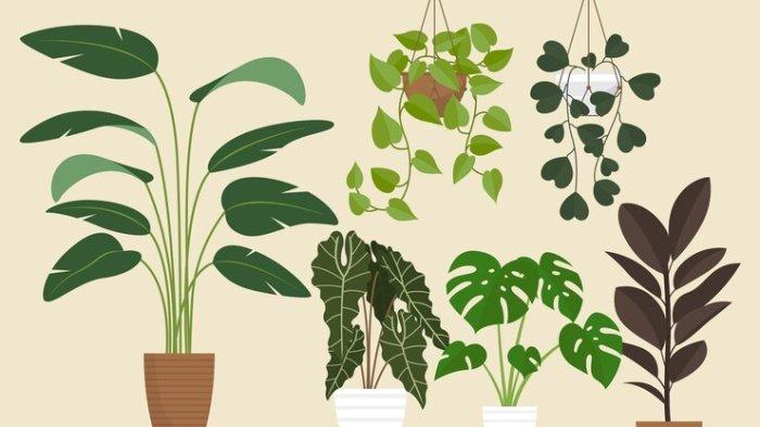 Tanaman penghambat rezeki apabila ditanam di pekarangan rumah.