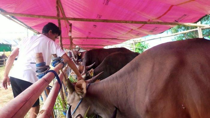 Upadate harga hewan kurban di Kabupaten Serang dua bulan jelang hari raya Idul Adha 2023.