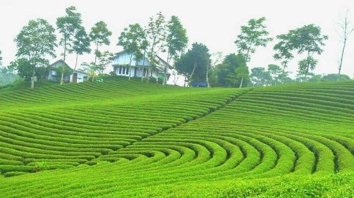 Potret Keindahan Wisata Kebun Teh Cikuya, Lebak-Banten.