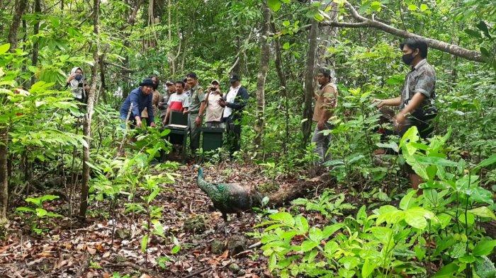 Taman Nasional Ujung Kulon yang berada di Kabupaten Pandeglang menjadi tempat penangkaran Burung Merak Hijau, Jumat (6/11/2020).
