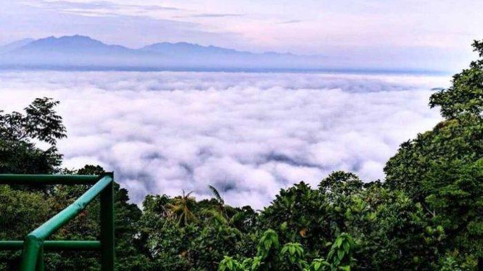 Suasana di kawasan Cagar Alam Rawa Danau di Kabupaten Serang, Provinsi Banten.